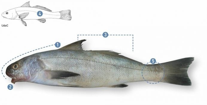 Menticirrhus ophicephalus