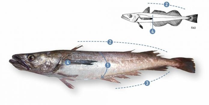 Merluccius australis