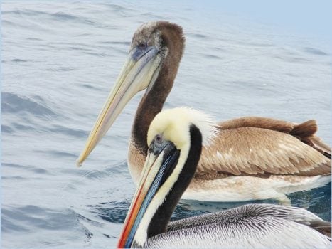 Pelecanus thagus