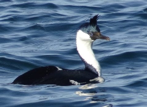 Phalacrocorax atriceps