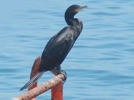 Phalacrocorax brasilianus