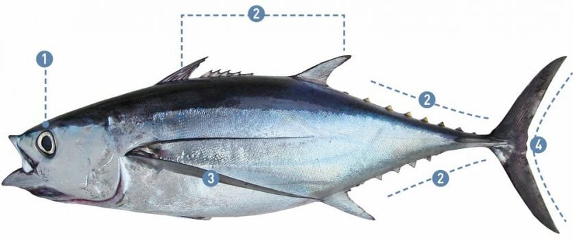 Thunnus alalunga