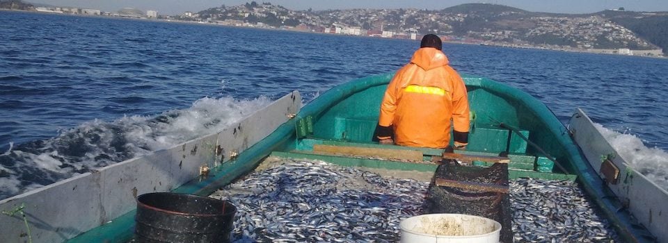   IFOP en conjunto con el Gobierno Regional del Biobío desarrollan proyecto que estudiará la sardina común y anchoveta