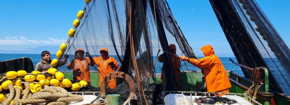 Monitoreos arrojan buenos resultados y captura de sardina y anchoveta se extiende por una semana más en la Región del Biobío