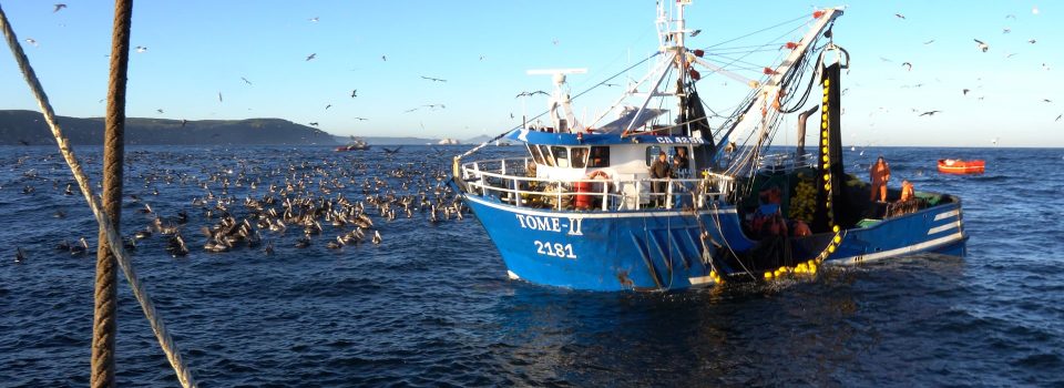 Columna de opinión: Importancia de los monitoreos de los recursos pesqueros