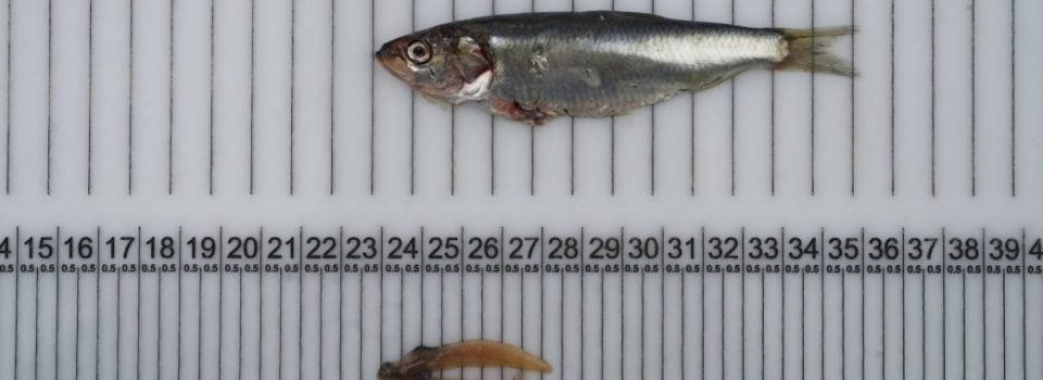 Taller de resultados del estudio de la composición bioquímica de las gónadas de sardina común