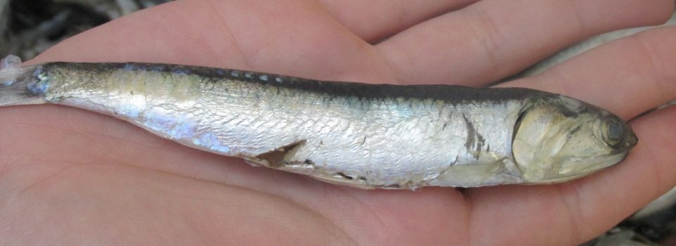 Veda de sardina común y anchoveta se mantiene desde Valparaíso al Biobío tras conocer datos IFOP