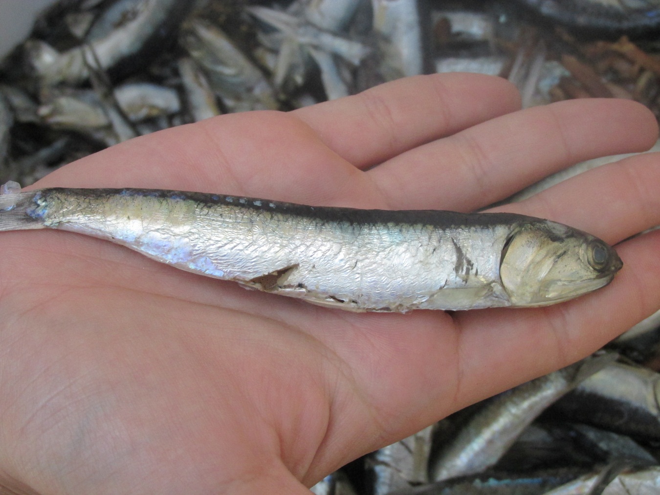Veda de sardina común y anchoveta se mantiene desde Valparaíso al Biobío tras conocer datos IFOP