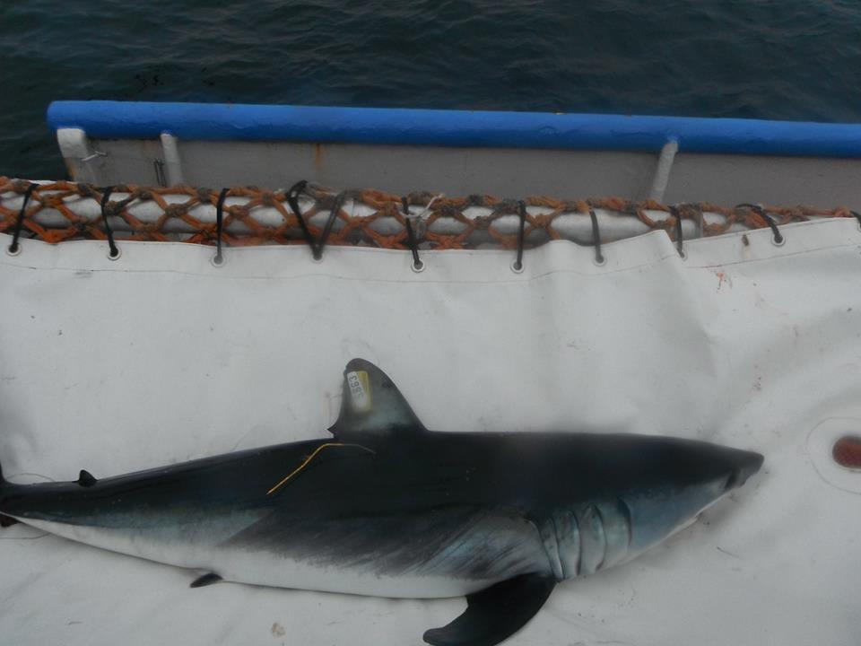 Expertos chilenos realizan marcaje satelital de tiburones en archipiélago Juan Fernández