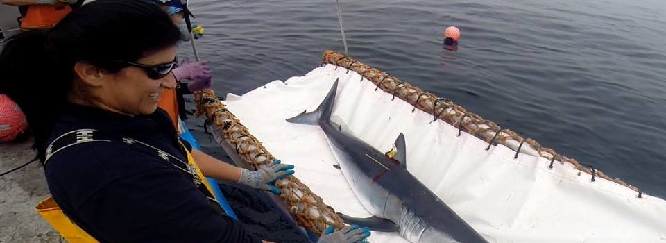 Taller de estadísticas de captura y desembarque de tiburones pelágicos