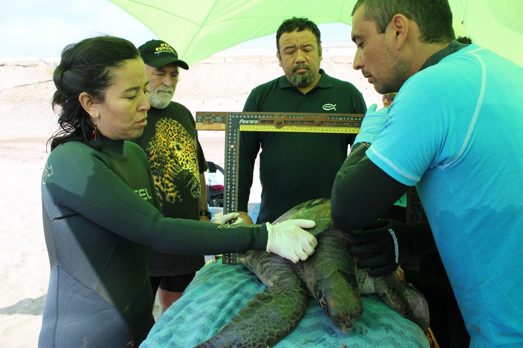 Investigador Jorge Azócar de IFOP invita a participar en Noche de videos del simposio internacional de tortugas marinas.