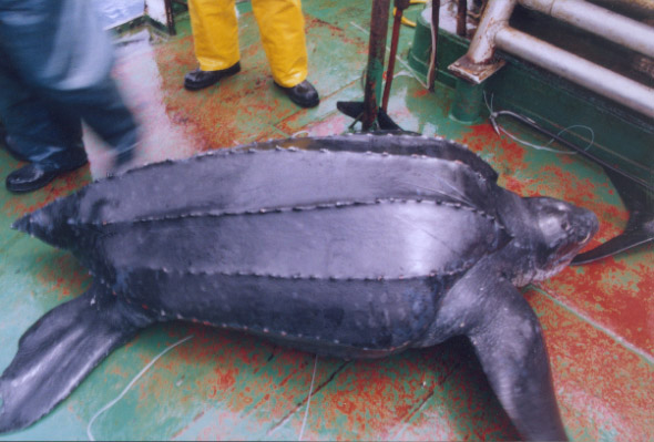 Investigadores del Instituto de Fomento Pesquero presentan sus trabajos en Simposio internacional de tortugas marinas en Perú