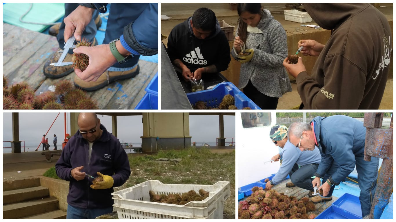 UACh y el IFOP colaboran en proyecto por la sustentabilidad del erizo