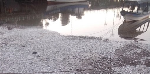 Varazón de sardinas en Queule es un fenómeno natural que debe ser analizado con criterios científicos