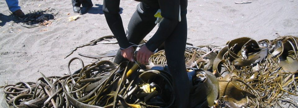 IFOP is carrying out a project which seeks to put into practice marine algae crop at Caleta Río Seco in Iquique