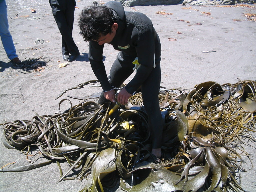 IFOP realiza proyecto que busca implementar el cultivo de algas marinas en Caleta Río Seco en Iquique