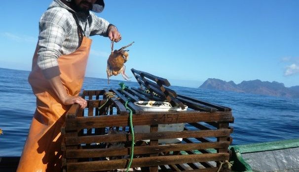 IFOP jointly with University of Concepción are developing an interesting project with crustaceans in Juan Fernandez