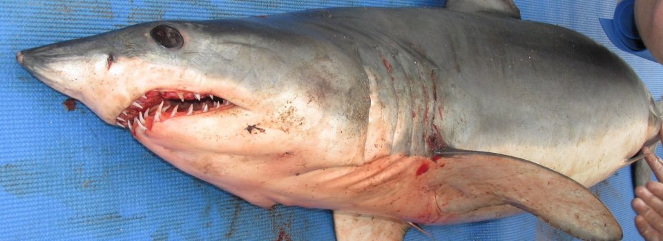 Chile es Pionero en uso del programa iSharkFin, como herramienta de identificación de tiburones