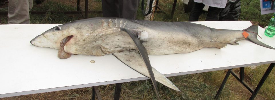 Mantarrayas y Tiburones situación en Chile es analizada por expertos en taller de trabajo