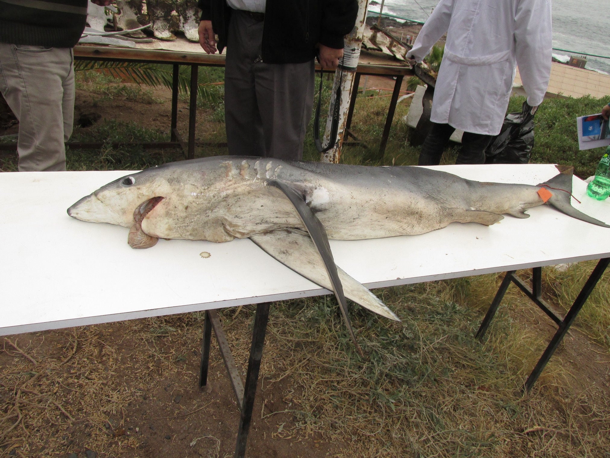 Mantarrayas y Tiburones situación en Chile es analizada por expertos en taller de trabajo