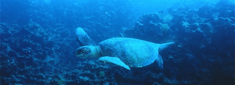 Grupo Nacional de tortugas marinas se reúne para diseñar un plan nacional de acción