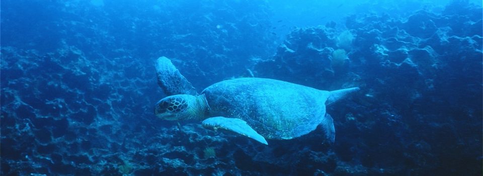 10th Meeting of the Consultative Committee (CC10) of the Inter-American Convention for the Protection of Sea Turtles (CIT)