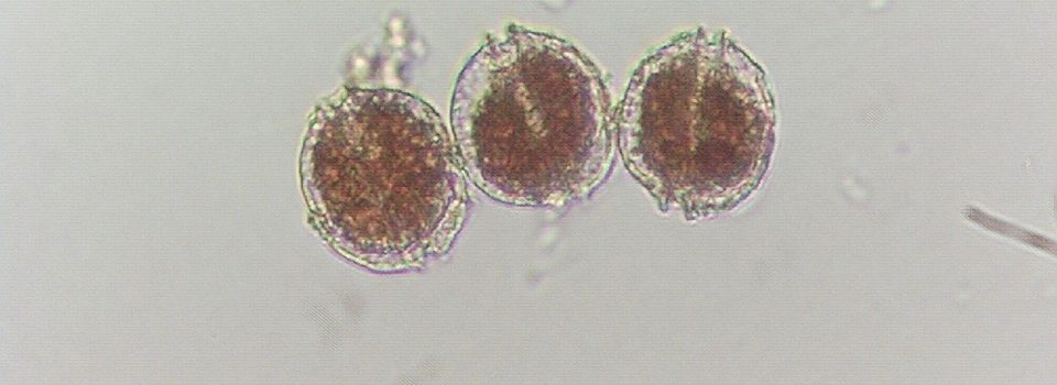 Investigadores de IFOP exponen en taller internacional sobre floraciones de algas nocivas