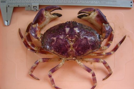 IFOP develops an update project for biological and fishing parameters of Stone crab from central-south of Chile