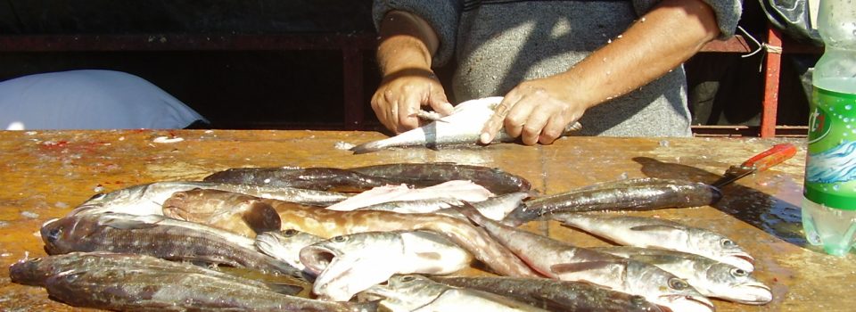 IFOP refers to monitoring study of common hake fishery