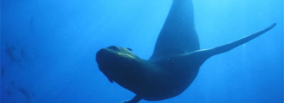 IFOP Incorpora el Monitoreo de Mamíferos Marinos Durante Crucero  Oceanográfico.