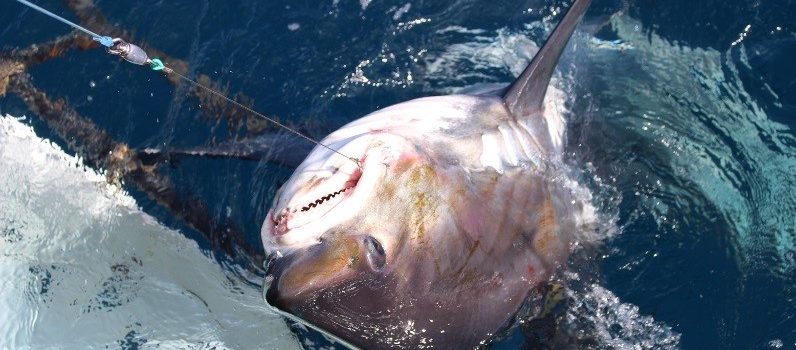 Preocupación internacional por la sustentabilidad y conservación de tiburones y rayas