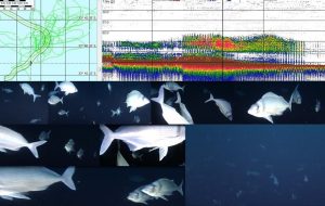 La imagen muestra los cardúmenes de breca vinculados al fondo del mar registrados mediante el ecosonda científico entre 90 y 132 m de profundidad asociados a fondos del mar mayores a 140 m y las fotografías submarinas asociadas