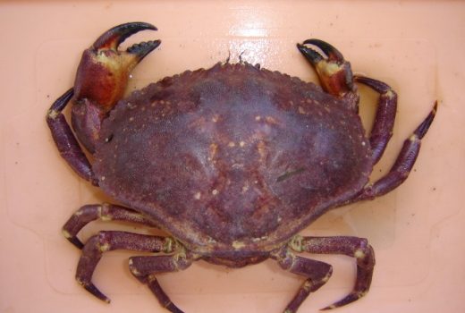 IFOP organizes panel of experts on crab