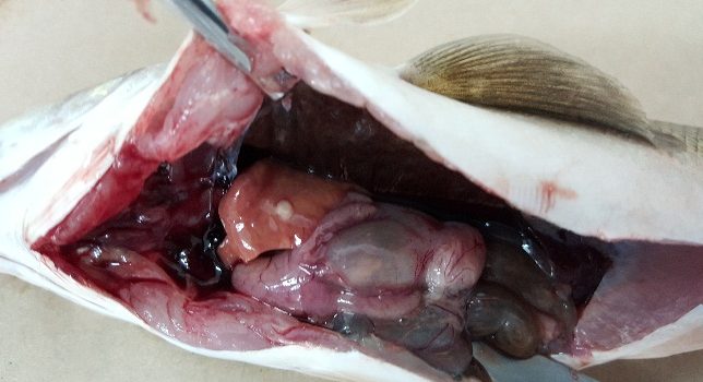 Seminario IFOP: Evaluación y seguimiento de la situación sanitaria de especies silvestres en agua dulce y mar