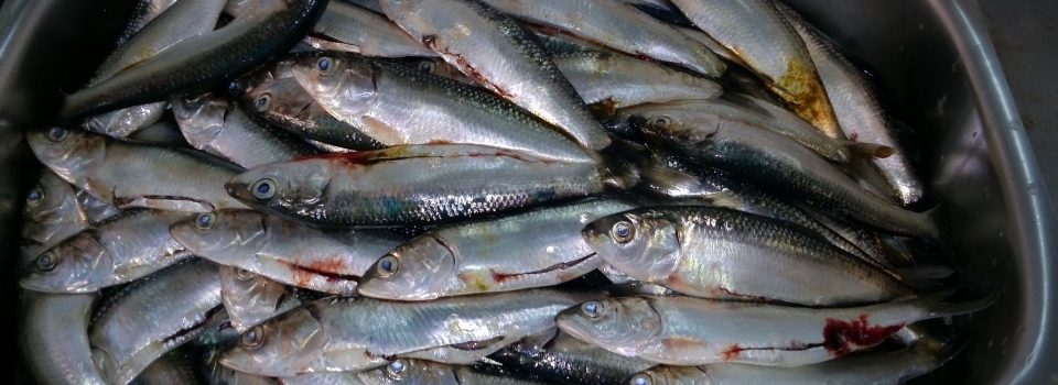 IFOP develops an intensive monitoring of sardine resource