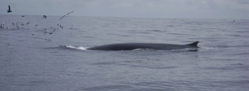 Instituto de Fomento Pesquero is part of Chilean delegation attending to the 66th Biennial Meeting of the International Whaling Commission (IWC)