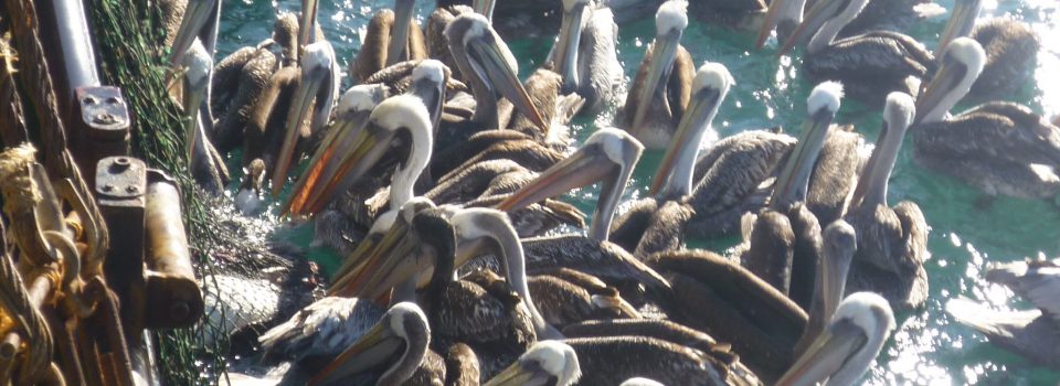 Taller: “Captura incidental de aves y las posibles soluciones para las pesquerías de arrastre del Cono Sur”