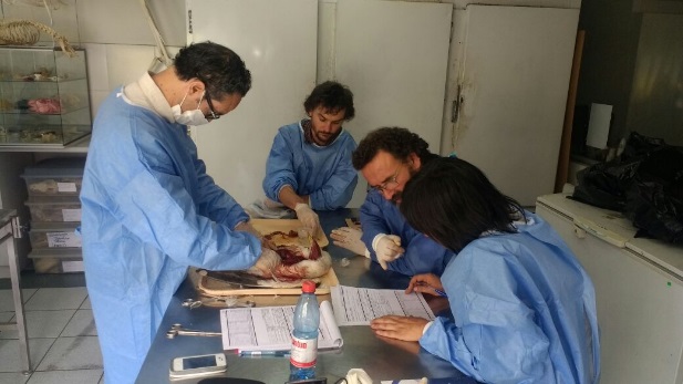 Workshop: “Necropsy of seabirds”