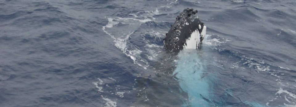 IFOP realiza Taller de desenmallamiento de ballenas