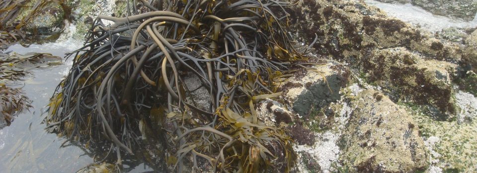 Workshop for Methodological Guidelines on Direct Assessment of Giant Kelp and <em>Durvillaea Antartica</em> in handling zones.