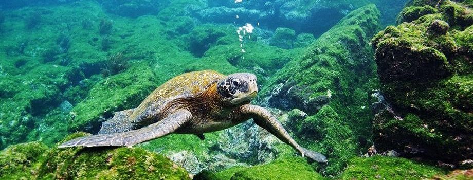 Región Arica y Parinacota Mesa Regional de Tortugas Marinas avanza en los preparativos de su primer congreso internacional