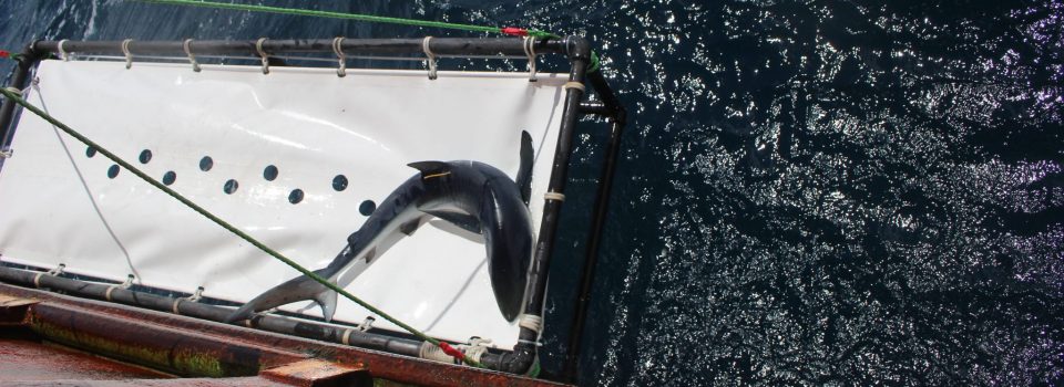 Traveler shark goes from Chile to New Zealand