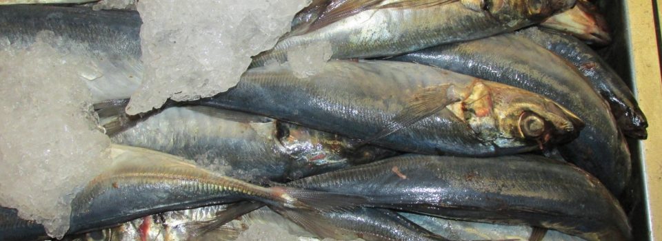 National and International Scientists met to improve Jack mackerel research.