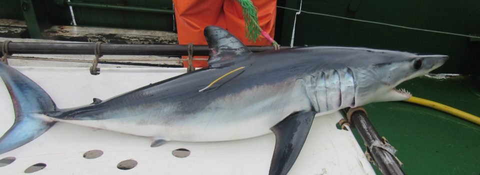 Caleta Portales Fishermen found a shark marked by  IFOP project