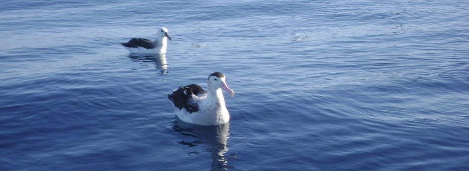 IFOP researchers participate in XII Chilean Ornithology Congress of in Santa Cruz Chile