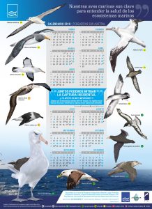 Calendario de aves marinas de la zona sur de Chile