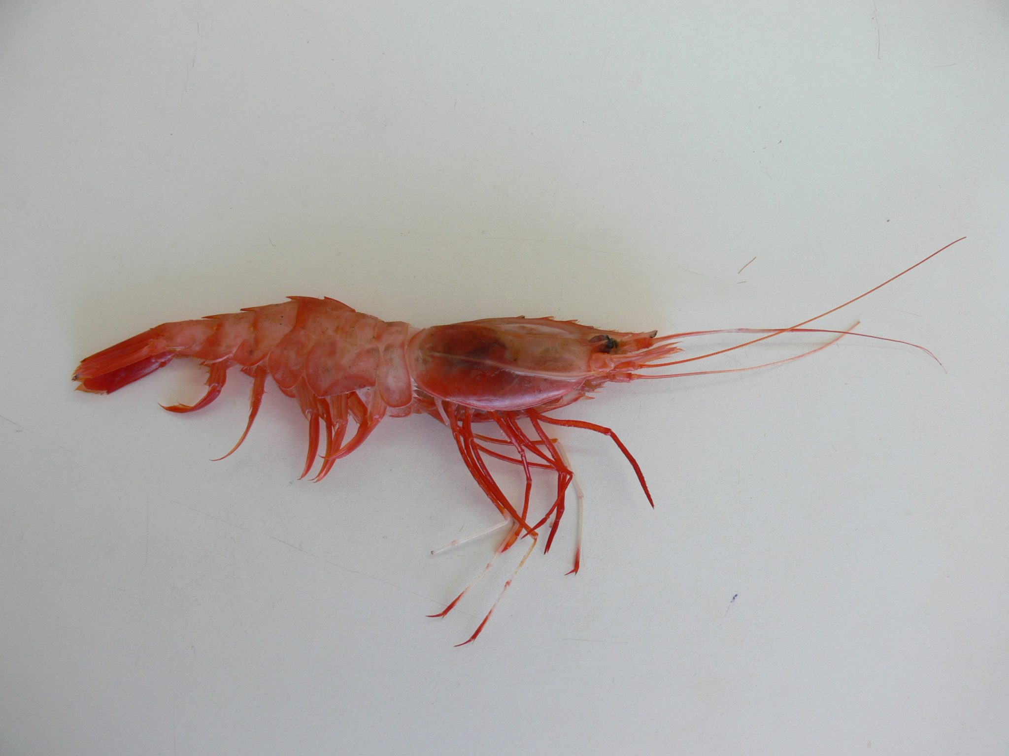 IFOP delivers results on nylon shrimp status between Antofagasta and Bío Bío  regions