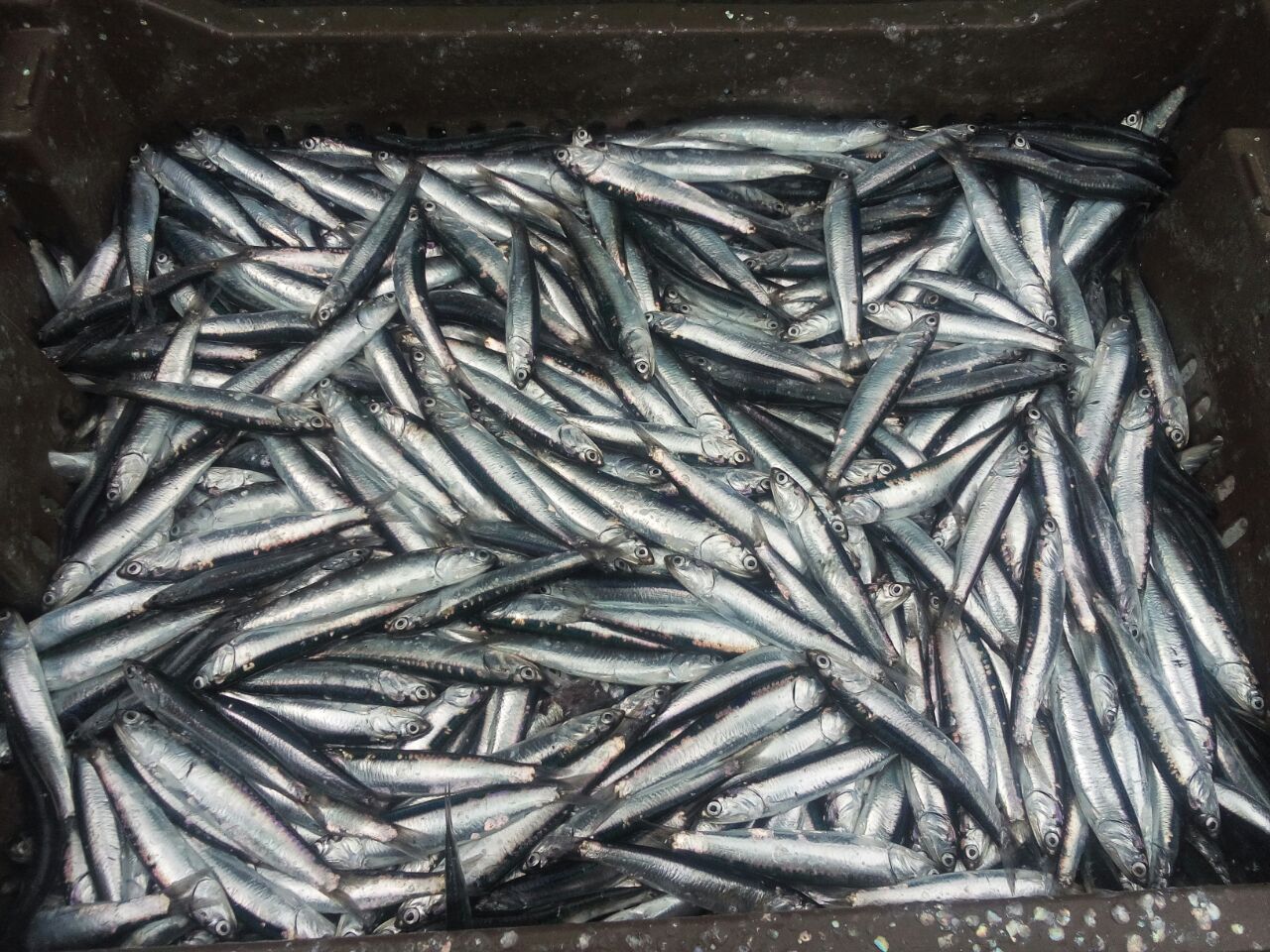 IFOP ecosystem cruise investigates southern sardine stock, common sardine and Anchovy