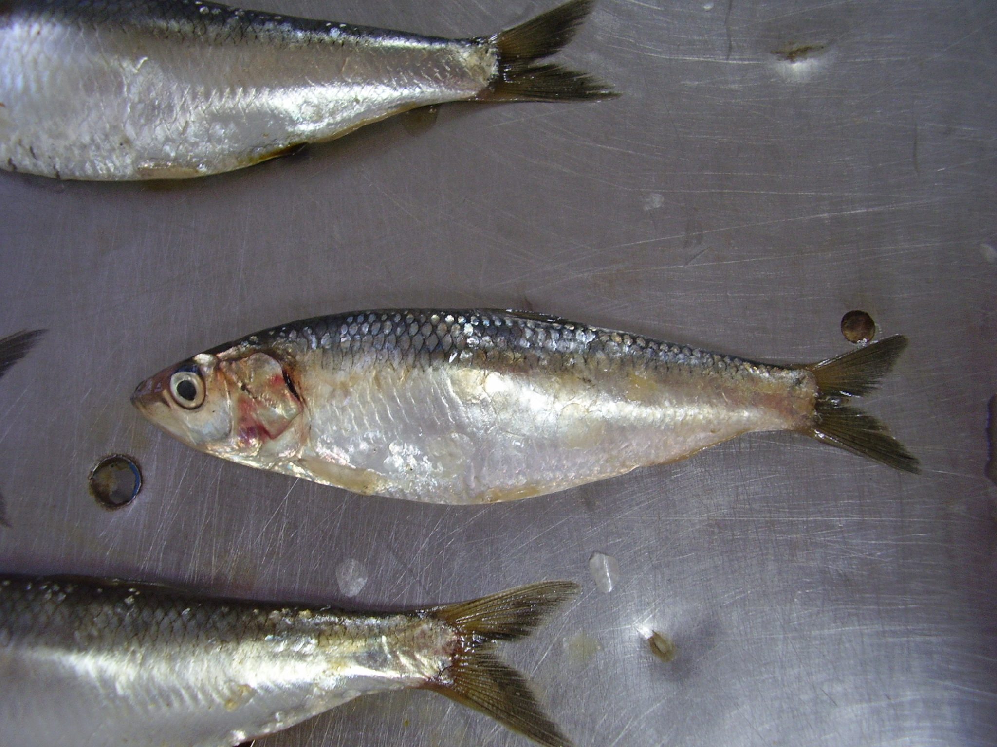 IFOP Marine Biologist presents his research on sardines at ichthyology congress in Portugal