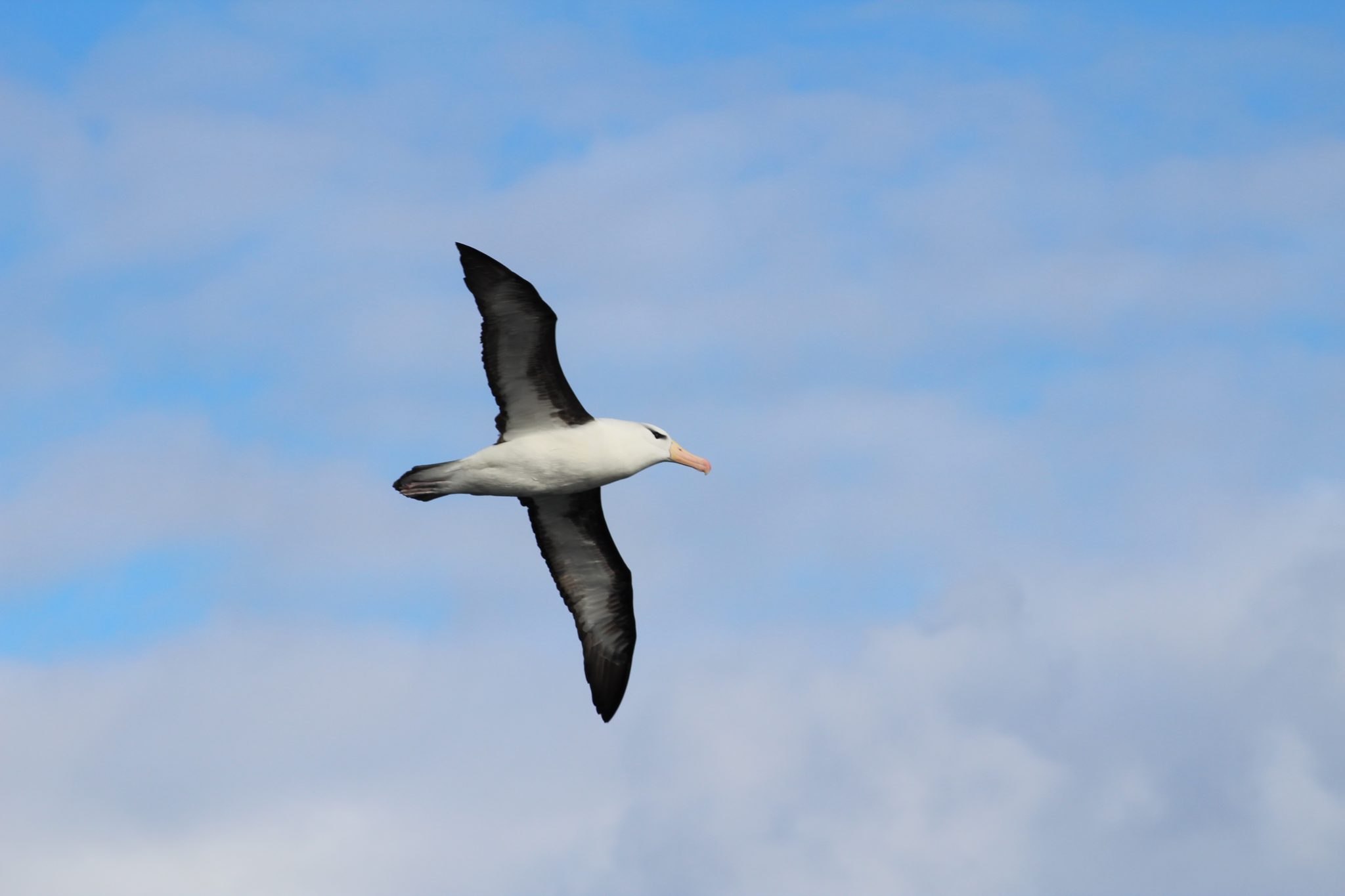 Albatros marcado en Australia en el 2009 apareció en Chile